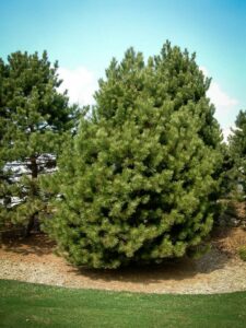 Сосна Чёрная (Pinus Nigra) купить по цене от 270.00р. в интернет-магазине «Посадика» с доставкой почтой в в Новосибирске и по всей России – [изображение №1].