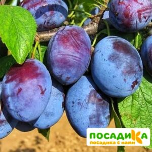 Слива Чачакская ранняя купить по цене от 229.00р. в интернет-магазине «Посадика» с доставкой почтой в в Новосибирске и по всей России – [изображение №1].