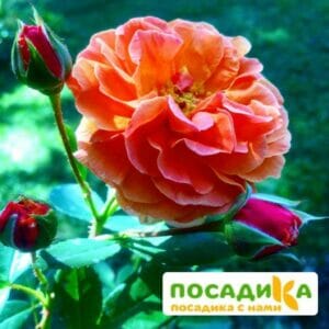 Роза Арабия купить по цене от 350.00р. в интернет-магазине «Посадика» с доставкой почтой в в Новосибирске и по всей России – [изображение №1].