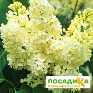 Сирень Примроуз (Primrose) купить по цене от 529.00р. в интернет-магазине «Посадика» с доставкой почтой в в Новосибирске и по всей России – [изображение №1].