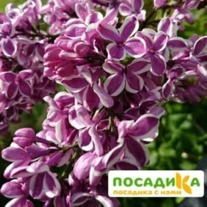 Сирень Сенсация купить по цене от 529.00р. в интернет-магазине «Посадика» с доставкой почтой в в Новосибирске и по всей России – [изображение №1].