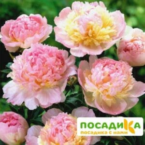 Пион Распберри Сандей (Paeonia Raspberry Sundae) купить по цене от 959р. в интернет-магазине «Посадика» с доставкой почтой в в Новосибирске и по всей России – [изображение №1].