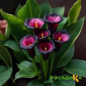 Калла Аура Лейс купить по цене от 400р. в интернет-магазине «Посадика» с доставкой почтой в в Новосибирске и по всей России – [изображение №1].