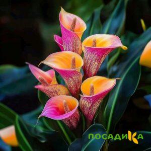 Калла Оникс купить по цене от 450р. в интернет-магазине «Посадика» с доставкой почтой в в Новосибирске и по всей России – [изображение №1].