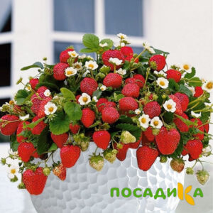 Клубника Рубиновый Шепот (горшечная) купить по цене от 240р. в интернет-магазине «Посадика» с доставкой почтой в в Новосибирске и по всей России – [изображение №1].