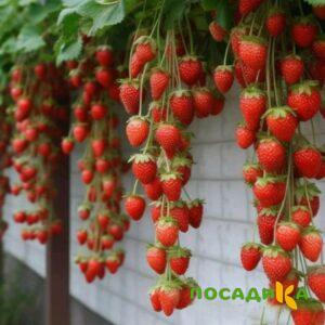 Клубника вьющаяся Комплимент купить по цене от 470р. в интернет-магазине «Посадика» с доставкой почтой в в Новосибирске и по всей России – [изображение №1].