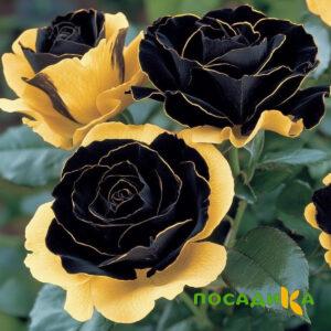 Роза Ханни Сикл купить по цене от 700р. в интернет-магазине «Посадика» с доставкой почтой в в Новосибирске и по всей России – [изображение №1].