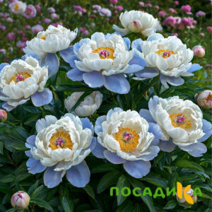 Пион акварельный Этюд купить по цене от 806р. в интернет-магазине «Посадика» с доставкой почтой в в Новосибирске и по всей России – [изображение №1].