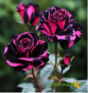Роза Багровый Шепот купить по цене от 366р. в интернет-магазине «Посадика» с доставкой почтой в в Новосибирске и по всей России – [изображение №1].