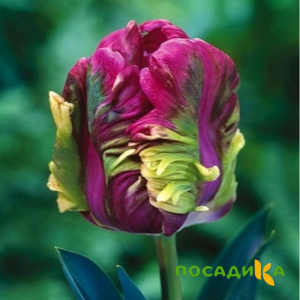 Тюльпан Экзотик Хэвен купить по цене от 186р. в интернет-магазине «Посадика» с доставкой почтой в в Новосибирске и по всей России – [изображение №1].
