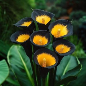 Калла Легато купить по цене от 620р. в интернет-магазине «Посадика» с доставкой почтой в в Новосибирске и по всей России – [изображение №1].