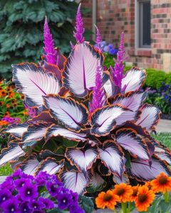 Хоста Кримэн Дрим купить по цене от 549р. в интернет-магазине «Посадика» с доставкой почтой в в Новосибирске и по всей России – [изображение №1].