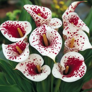 Калла Эмпайр купить по цене от 302р. в интернет-магазине «Посадика» с доставкой почтой в в Новосибирске и по всей России – [изображение №1].