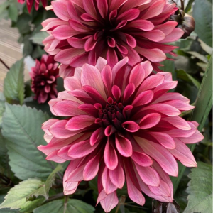 Георгин Перли Сансет купить по цене от 309р. в интернет-магазине «Посадика» с доставкой почтой в в Новосибирске и по всей России – [изображение №1].