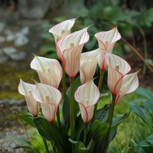 Калла Глейшер купить по цене от 299р. в интернет-магазине «Посадика» с доставкой почтой в в Новосибирске и по всей России – [изображение №1].