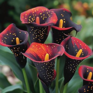 Калла Нуар купить по цене от 299р. в интернет-магазине «Посадика» с доставкой почтой в в Новосибирске и по всей России – [изображение №1].