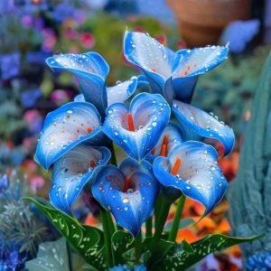 Калла Портрейт купить по цене от 292р. в интернет-магазине «Посадика» с доставкой почтой в в Новосибирске и по всей России – [изображение №1].