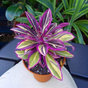 Хоста Сильвер Стик купить по цене от 650р. в интернет-магазине «Посадика» с доставкой почтой в в Новосибирске и по всей России – [изображение №1].