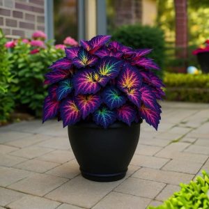 Хоста Фрости Блю купить по цене от 389р. в интернет-магазине «Посадика» с доставкой почтой в в Новосибирске и по всей России – [изображение №1].