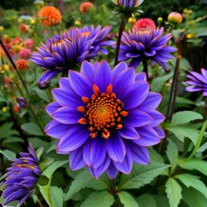 Георгин Лазурит купить по цене от 799р. в интернет-магазине «Посадика» с доставкой почтой в в Новосибирске и по всей России – [изображение №1].