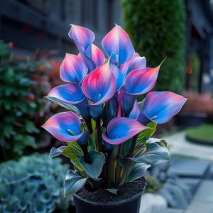 Калла Импрессия купить по цене от 590р. в интернет-магазине «Посадика» с доставкой почтой в в Новосибирске и по всей России – [изображение №1].