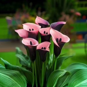 Калла Энигма купить по цене от 291р. в интернет-магазине «Посадика» с доставкой почтой в в Новосибирске и по всей России – [изображение №1].