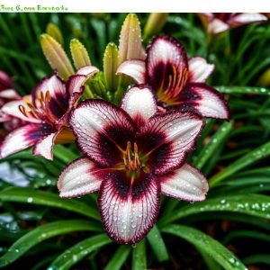 Лилейник Крим Сикл купить по цене от 799р. в интернет-магазине «Посадика» с доставкой почтой в в Новосибирске и по всей России – [изображение №1].