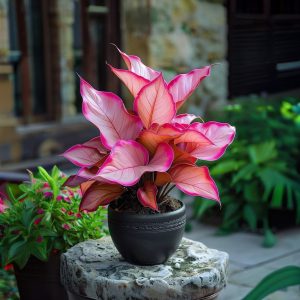 Хоста Розовая Симфония купить по цене от 800р. в интернет-магазине «Посадика» с доставкой почтой в в Новосибирске и по всей России – [изображение №1].