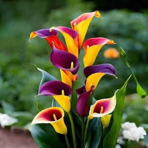 Калла Кристалл купить по цене от 450р. в интернет-магазине «Посадика» с доставкой почтой в в Новосибирске и по всей России – [изображение №1].