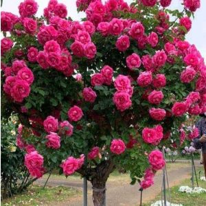 Роза Версаля купить по цене от 232р. в интернет-магазине «Посадика» с доставкой почтой в в Новосибирске и по всей России – [изображение №1].