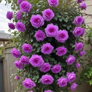 Роза Мистик Уайт купить по цене от 620р. в интернет-магазине «Посадика» с доставкой почтой в в Новосибирске и по всей России – [изображение №1].