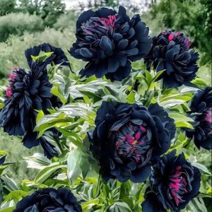 Пион древовидный Сердце Афродиты купить по цене от 600р. в интернет-магазине «Посадика» с доставкой почтой в в Новосибирске и по всей России – [изображение №1].