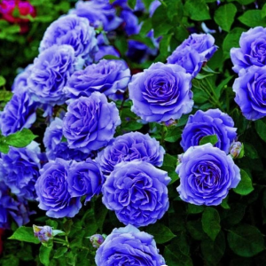 Роза Блю Мун купить по цене от 450р. в интернет-магазине «Посадика» с доставкой почтой в в Новосибирске и по всей России – [изображение №1].