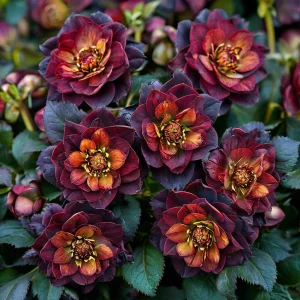 Морозник Сноу Дроп купить по цене от 348р. в интернет-магазине «Посадика» с доставкой почтой в в Новосибирске и по всей России – [изображение №1].