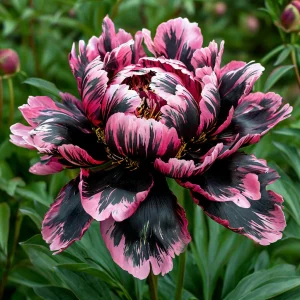 Пион Дроп Руби купить по цене от 469р. в интернет-магазине «Посадика» с доставкой почтой в в Новосибирске и по всей России – [изображение №1].