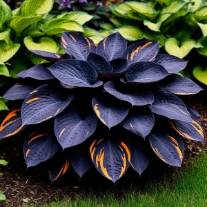 Хоста Умбра купить по цене от 349р. в интернет-магазине «Посадика» с доставкой почтой в в Новосибирске и по всей России – [изображение №1].