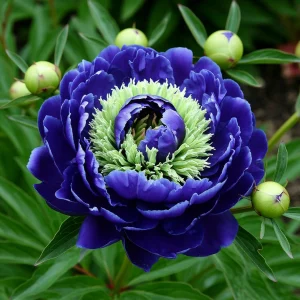 Пион Дримвивер купить по цене от 417р. в интернет-магазине «Посадика» с доставкой почтой в в Новосибирске и по всей России – [изображение №1].