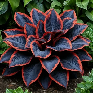 Хоста Солнечный Агат купить по цене от 440р. в интернет-магазине «Посадика» с доставкой почтой в в Новосибирске и по всей России – [изображение №1].