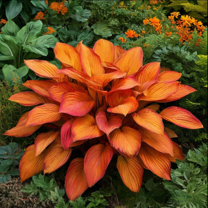 Хоста Солнечный Нектар купить по цене от 605р. в интернет-магазине «Посадика» с доставкой почтой в в Новосибирске и по всей России – [изображение №1].