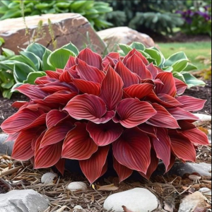 Хоста Рэд Эйнджл купить по цене от 549р. в интернет-магазине «Посадика» с доставкой почтой в в Новосибирске и по всей России – [изображение №1].