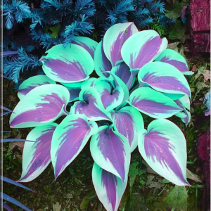 Хоста Висперин Бьюти купить по цене от 379р. в интернет-магазине «Посадика» с доставкой почтой в в Новосибирске и по всей России – [изображение №1].