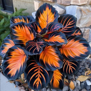 Хоста Сикрет Форест купить по цене от 601р. в интернет-магазине «Посадика» с доставкой почтой в в Новосибирске и по всей России – [изображение №1].