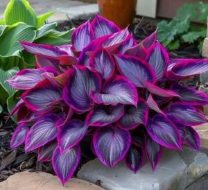 Хоста Сикрет Гарденс купить по цене от 549р. в интернет-магазине «Посадика» с доставкой почтой в в Новосибирске и по всей России – [изображение №1].