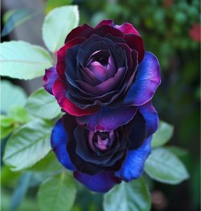 Роза Скарлет Рэвери купить по цене от 489р. в интернет-магазине «Посадика» с доставкой почтой в в Новосибирске и по всей России – [изображение №1].