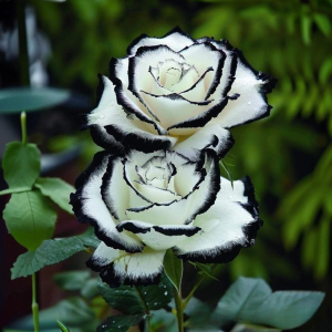 Роза Силк Ивин купить по цене от 319р. в интернет-магазине «Посадика» с доставкой почтой в в Новосибирске и по всей России – [изображение №1].