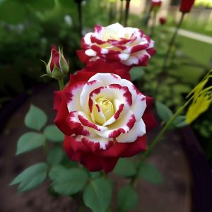 Роза Роял Глом купить по цене от 401р. в интернет-магазине «Посадика» с доставкой почтой в в Новосибирске и по всей России – [изображение №1].