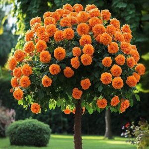 Роза Солнечный Шарм купить по цене от 349р. в интернет-магазине «Посадика» с доставкой почтой в в Новосибирске и по всей России – [изображение №1].