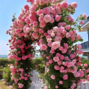 Роза Пастель Розе купить по цене от 605р. в интернет-магазине «Посадика» с доставкой почтой в в Новосибирске и по всей России – [изображение №1].