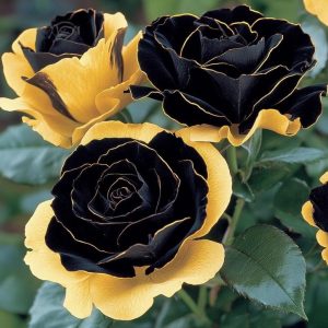 Роза Ханни Сикл купить по цене от 700р. в интернет-магазине «Посадика» с доставкой почтой в в Новосибирске и по всей России – [изображение №1].