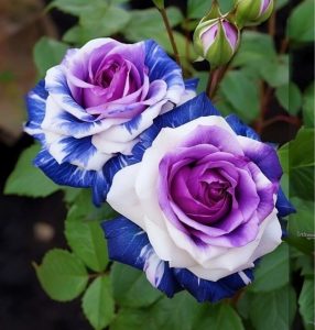 Роза Айвори Каскад купить по цене от 420р. в интернет-магазине «Посадика» с доставкой почтой в в Новосибирске и по всей России – [изображение №1].